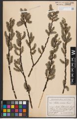Foto von Salix cinerea L.